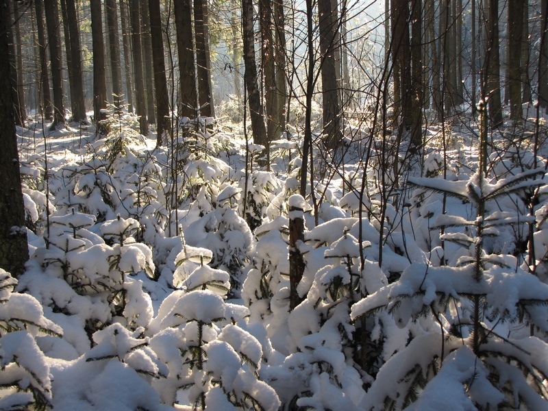 Зима в Витебске3.jpg