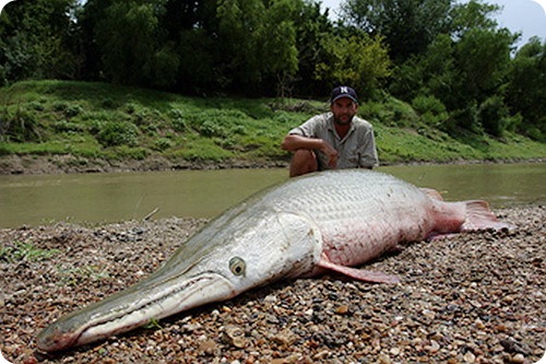 gal_alligator_gar_02.jpg