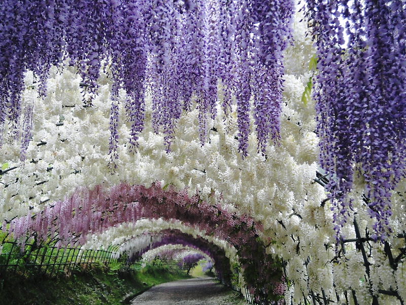 2-Kawachi Fuji Garden.jpg