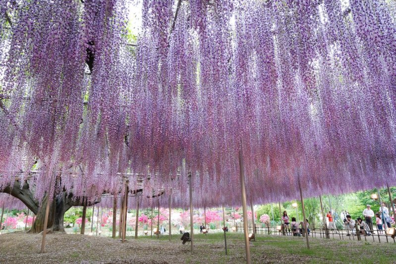 5-Kawachi Fuji Garden.jpg